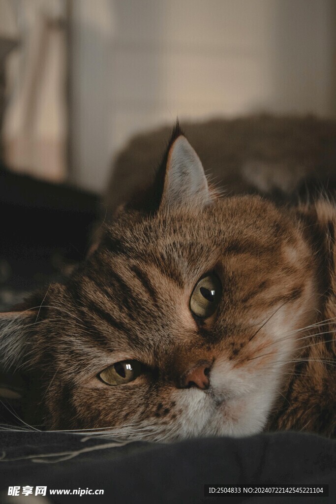 猫