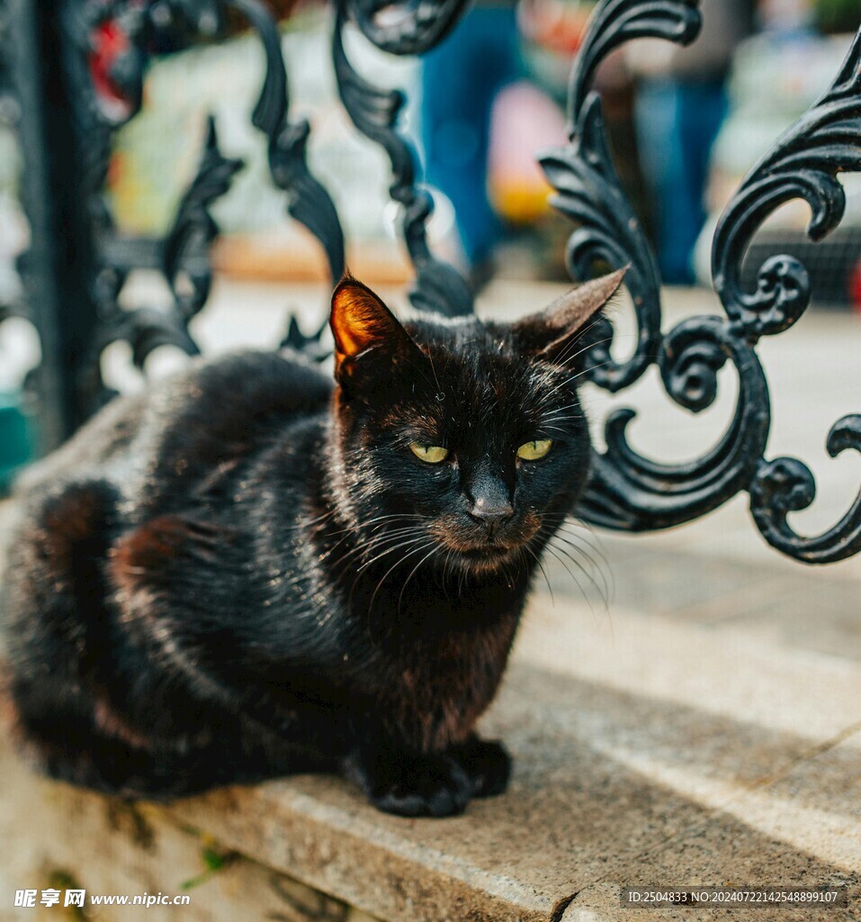 猫