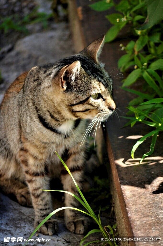 猫