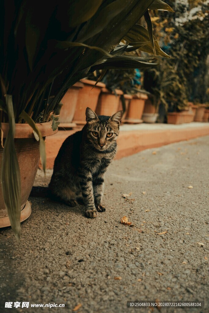 猫