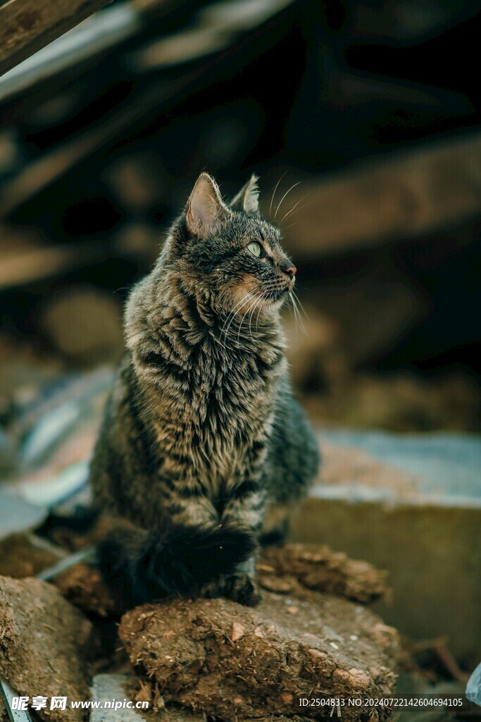 猫