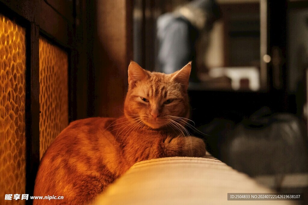 猫