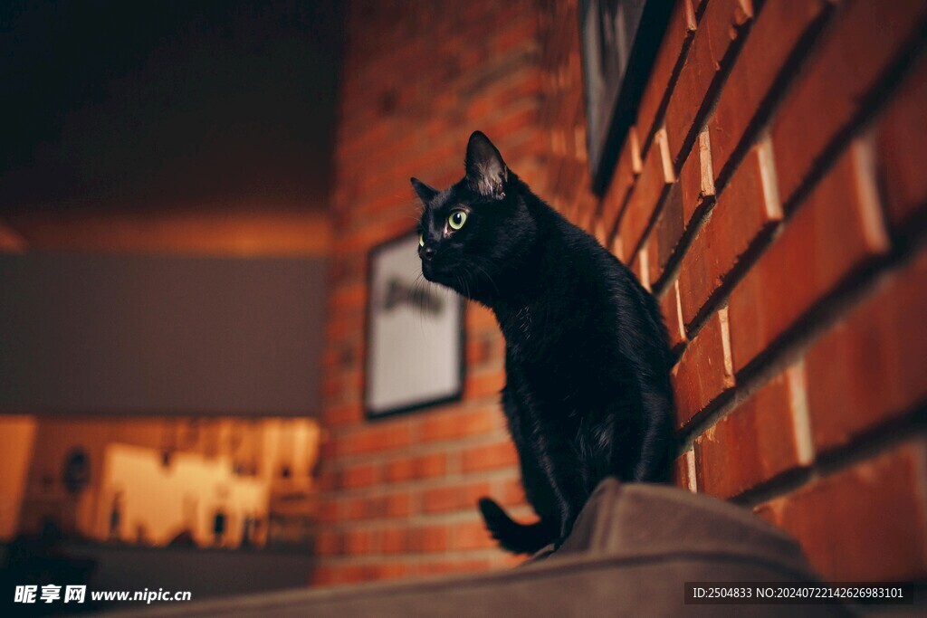 猫