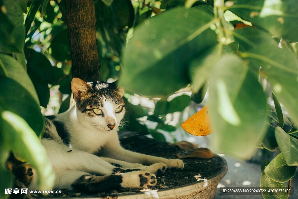猫