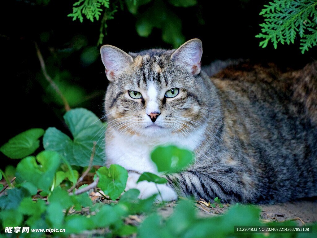 猫