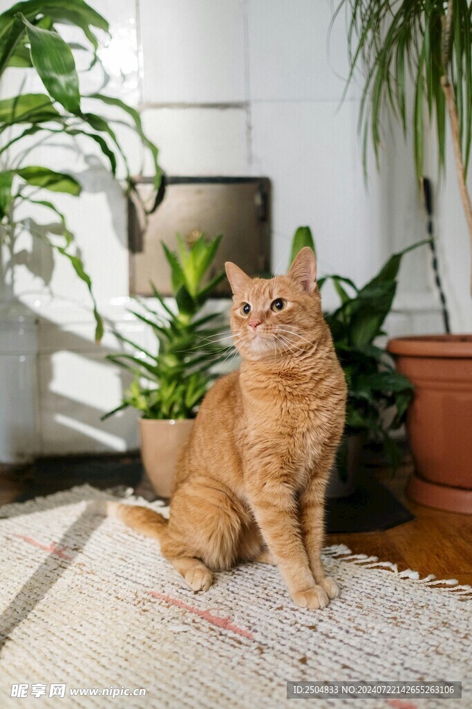 猫