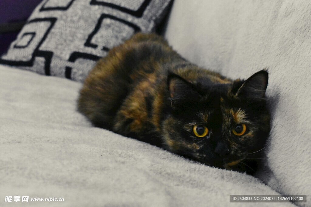 猫