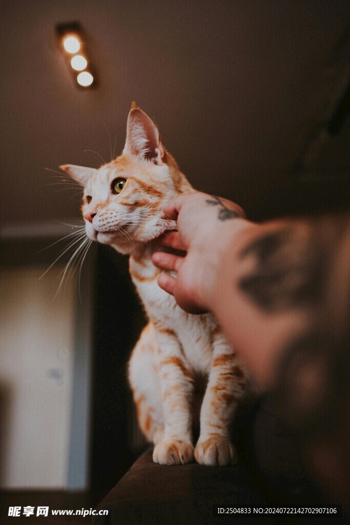 猫