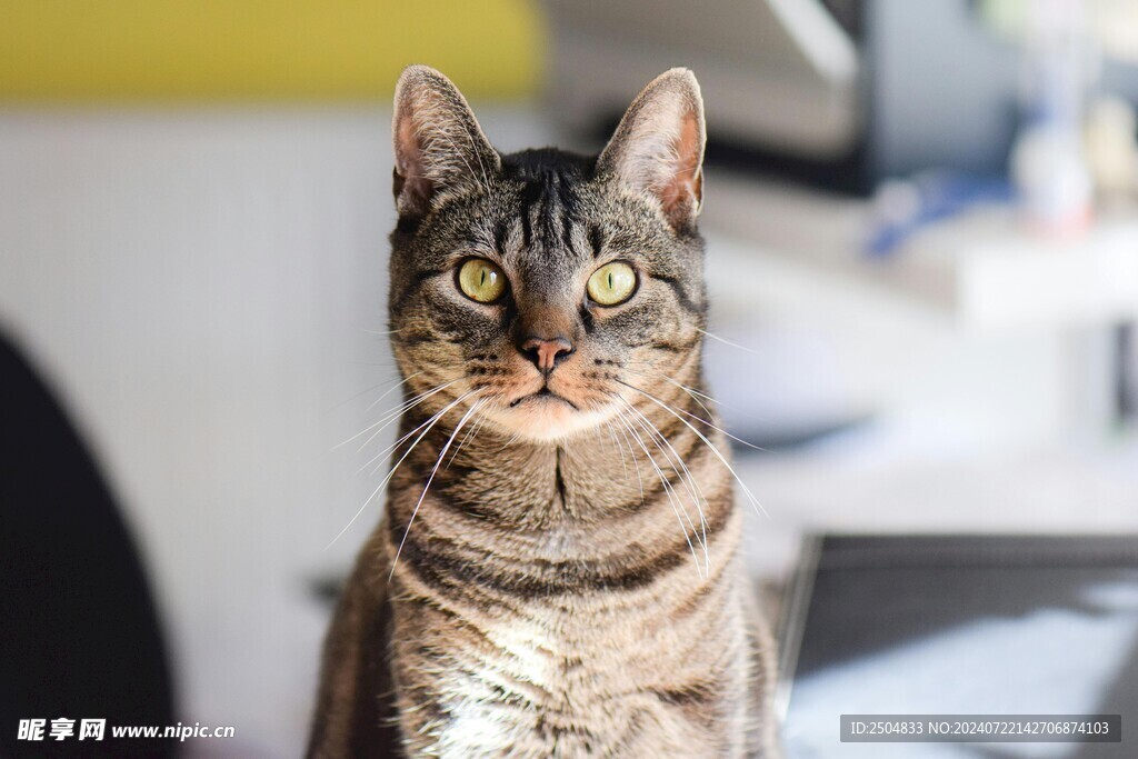 猫