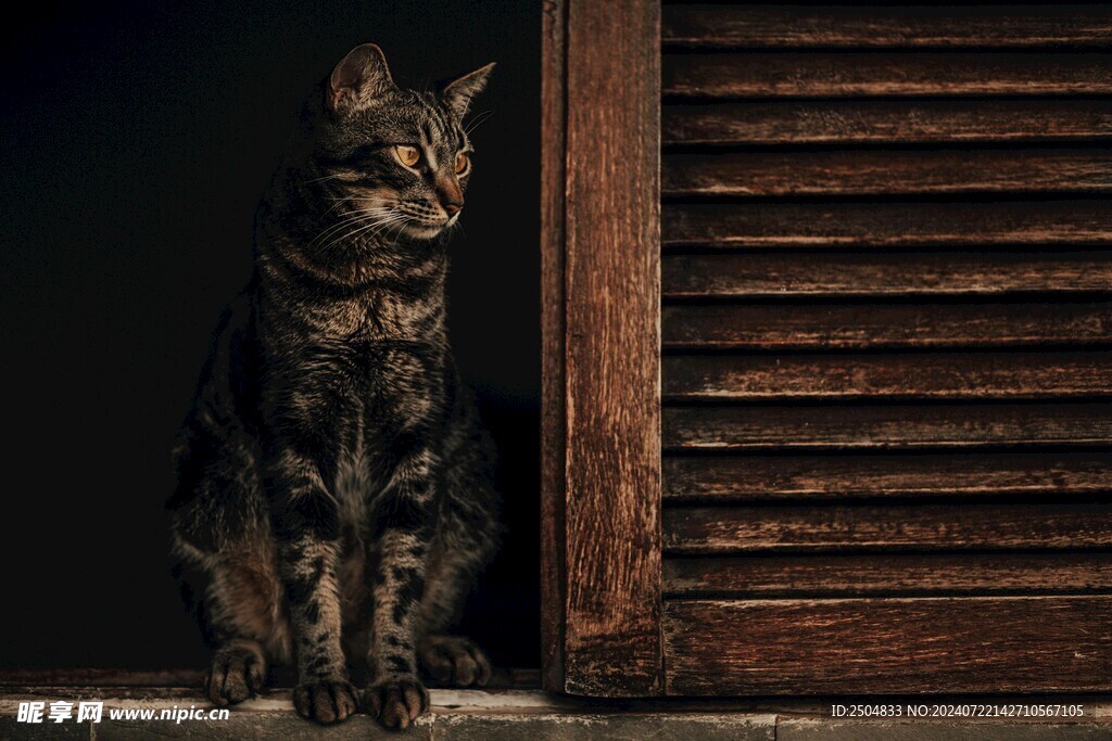 猫