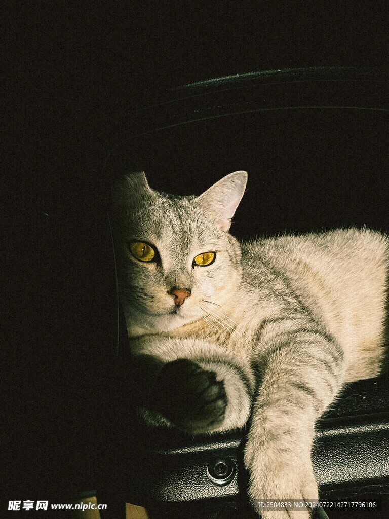猫