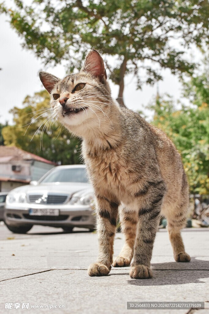 猫