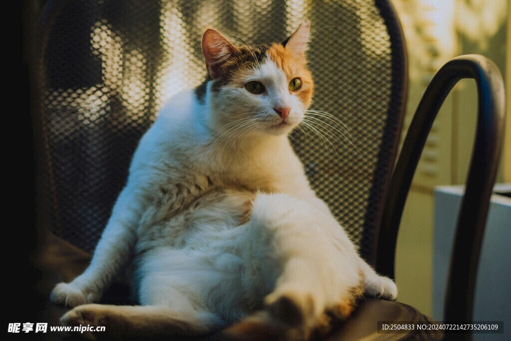 猫