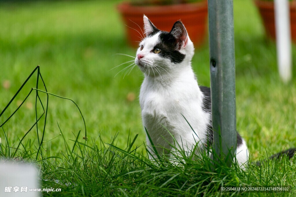 猫