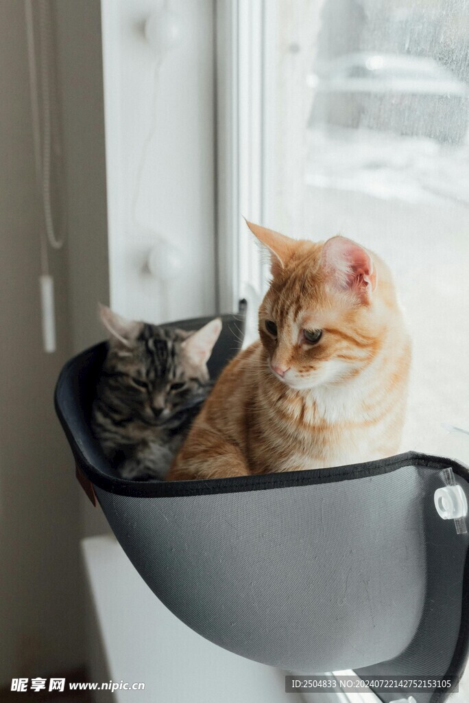 猫