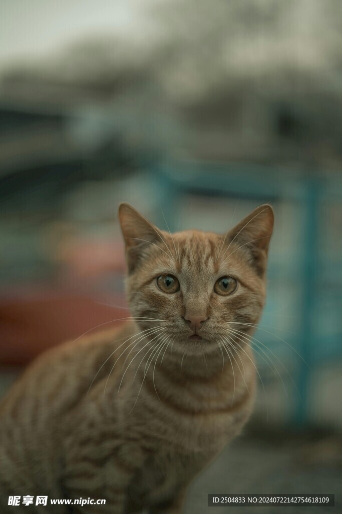 猫