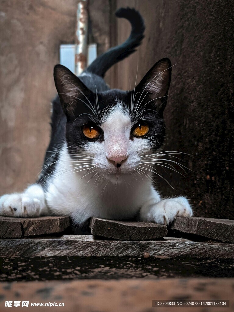 猫