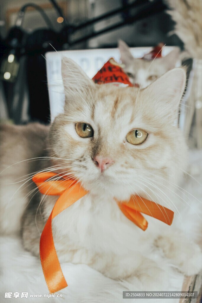 猫