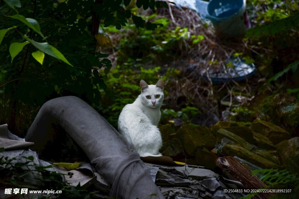 猫