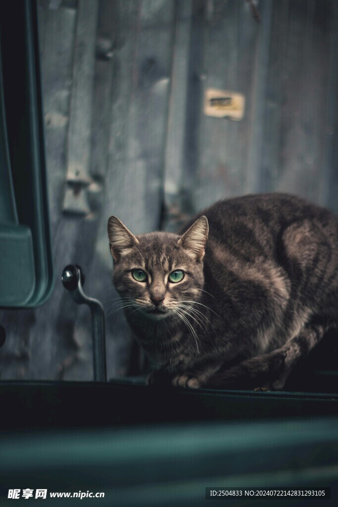 猫