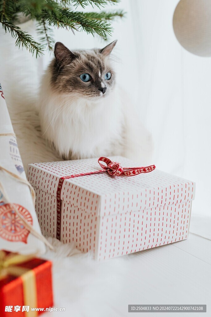 猫