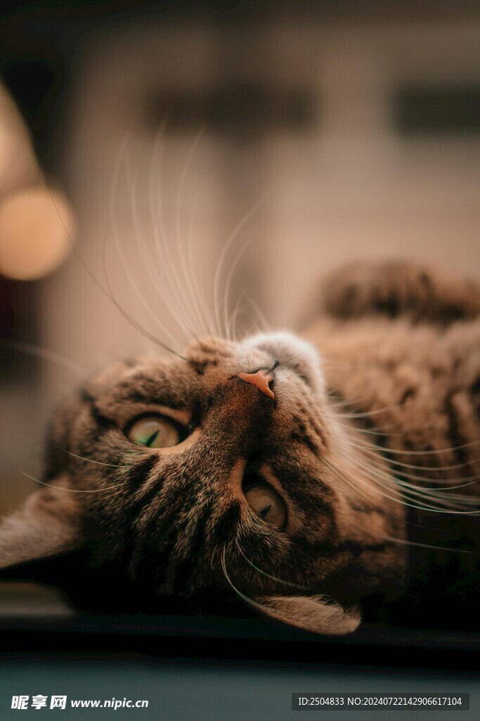 猫