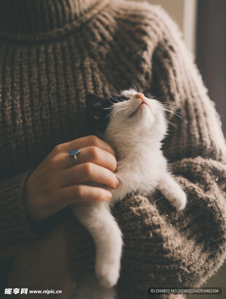 猫