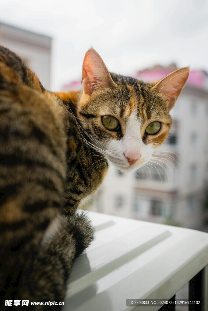 猫