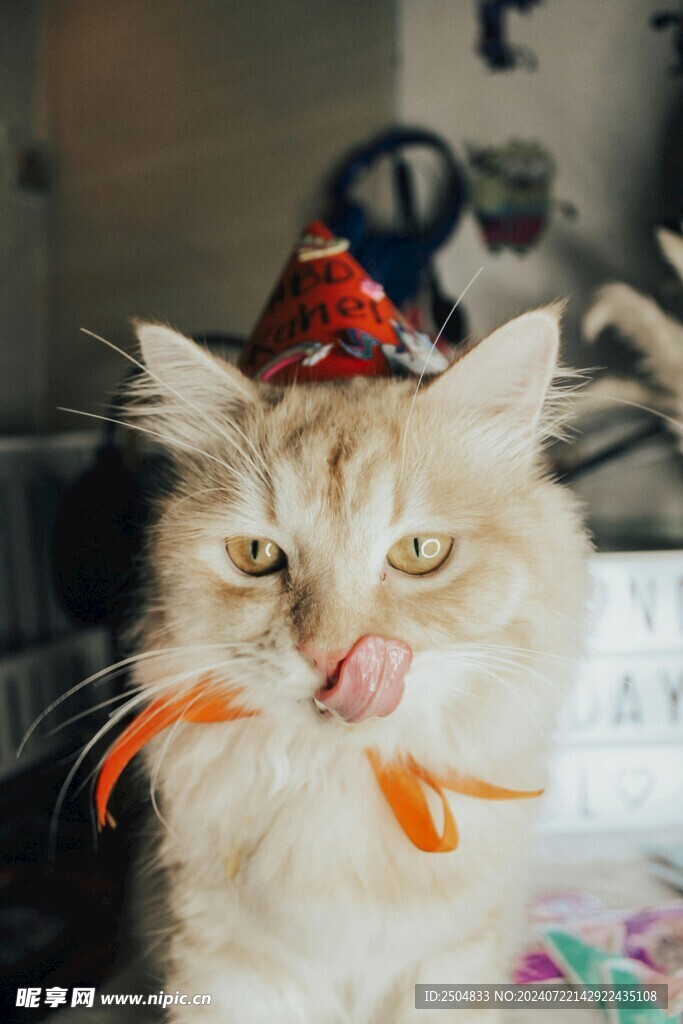 猫