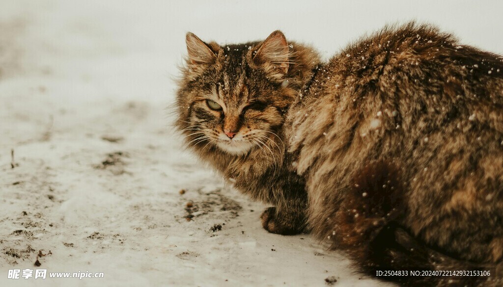 猫
