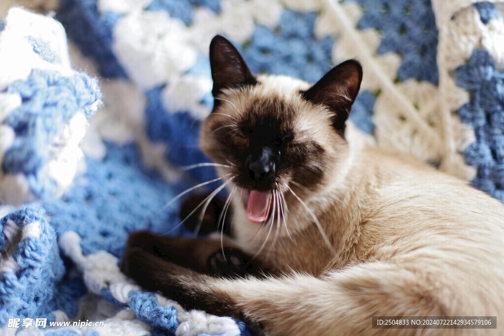 猫