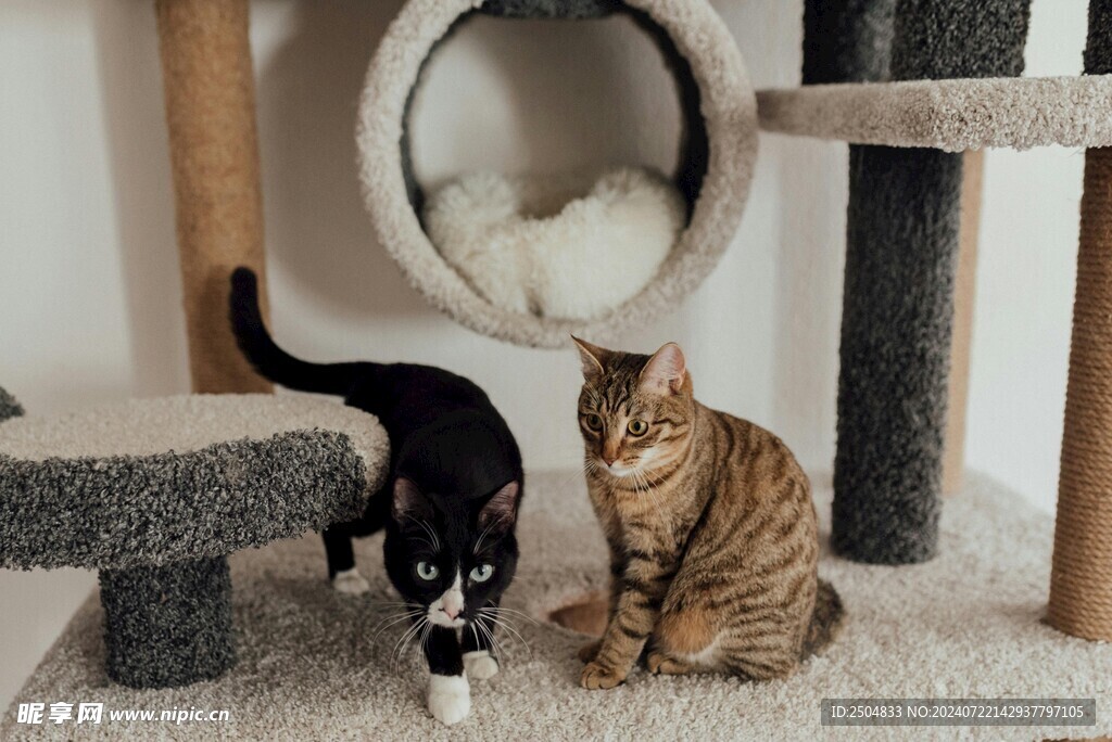 猫