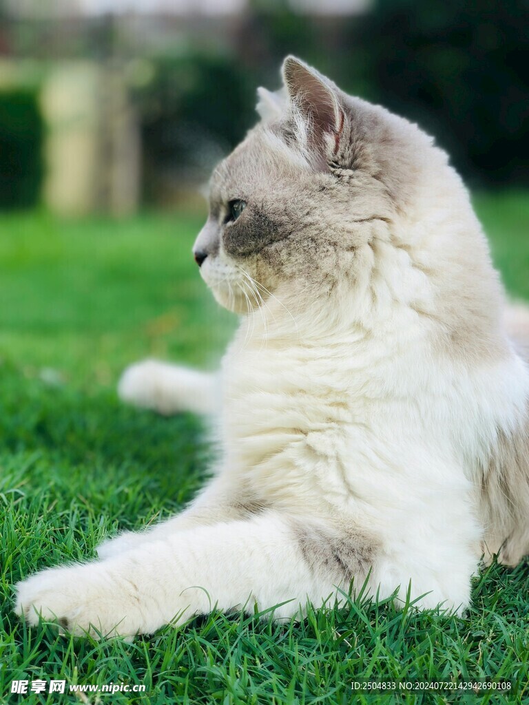 猫