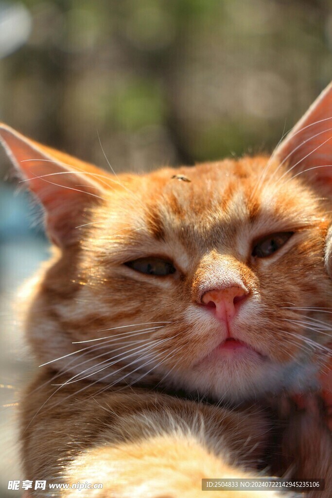猫