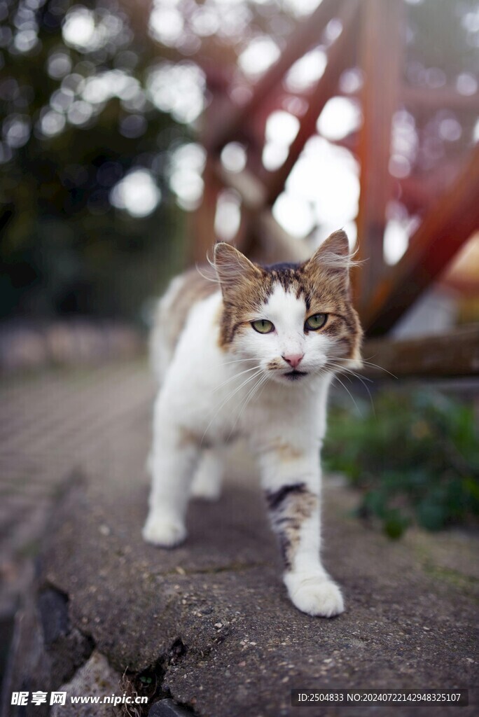 猫