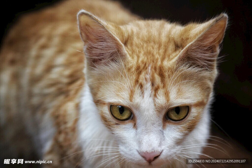 猫