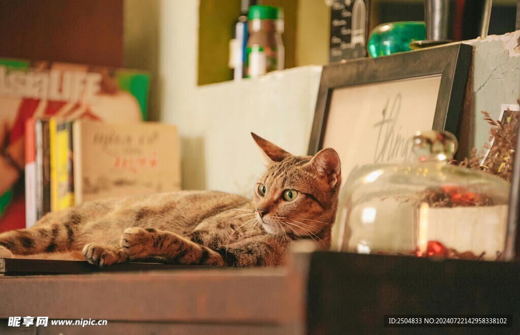 猫