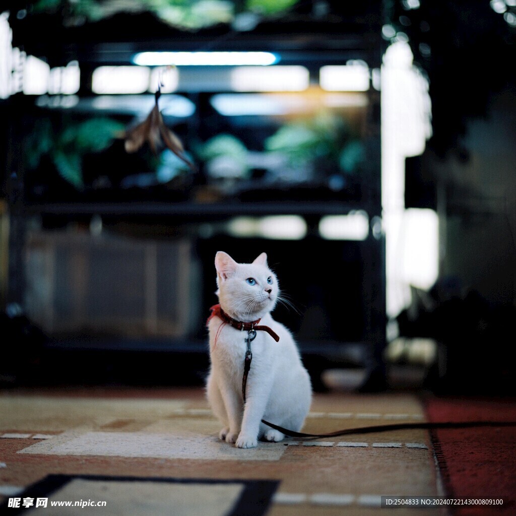 猫