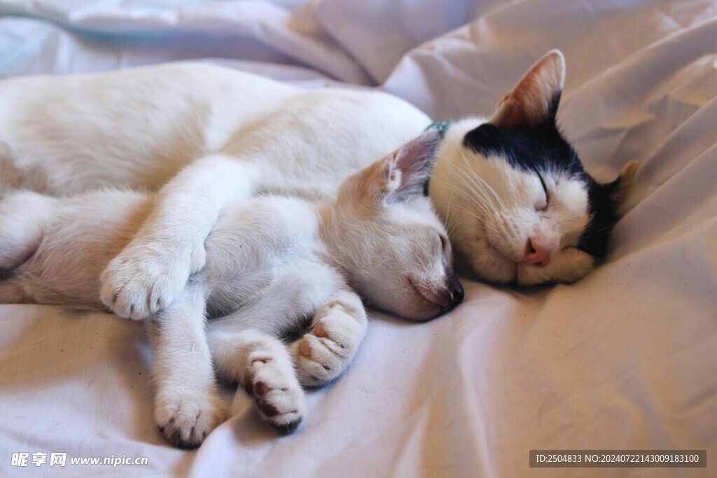 猫
