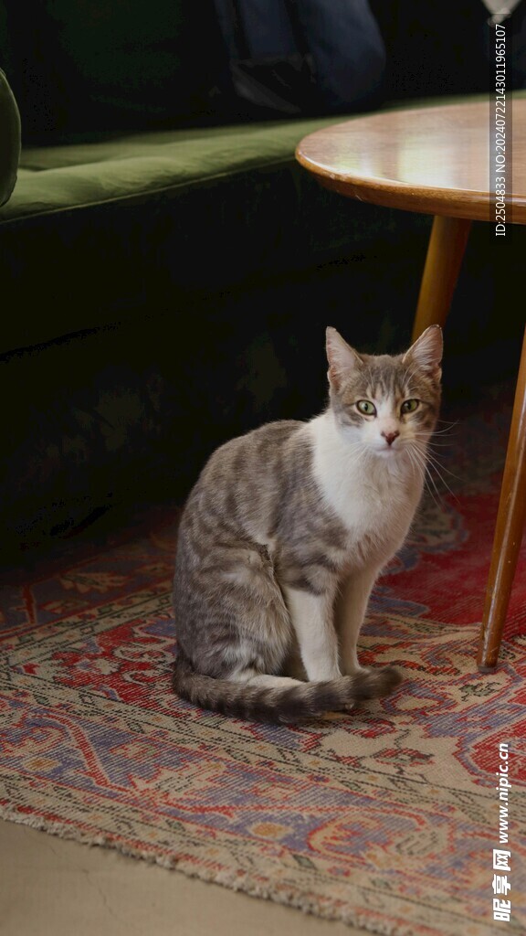 猫
