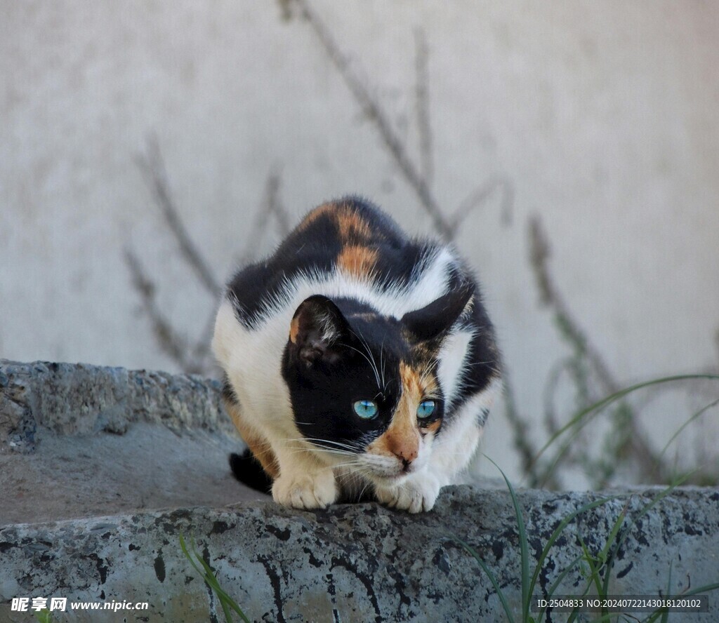 猫