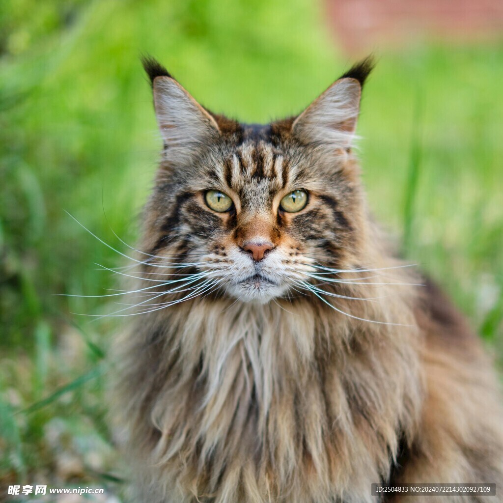 猫