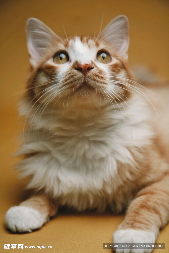 猫
