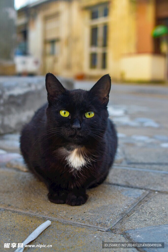 猫