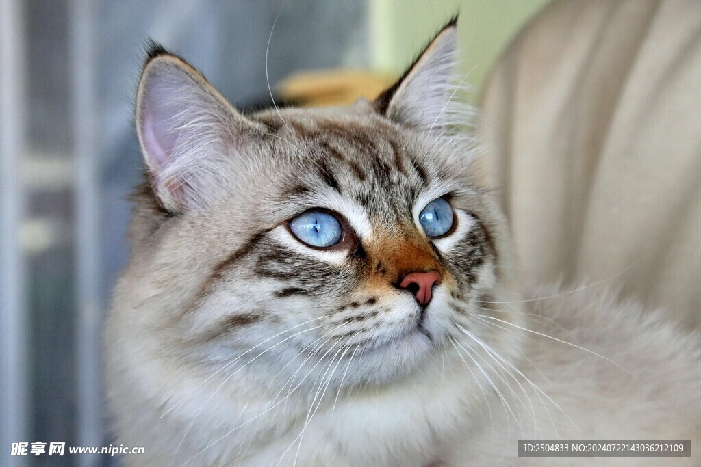 猫