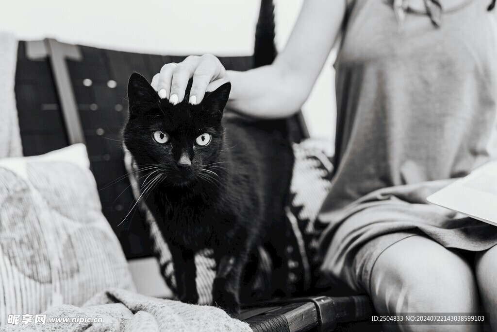 猫