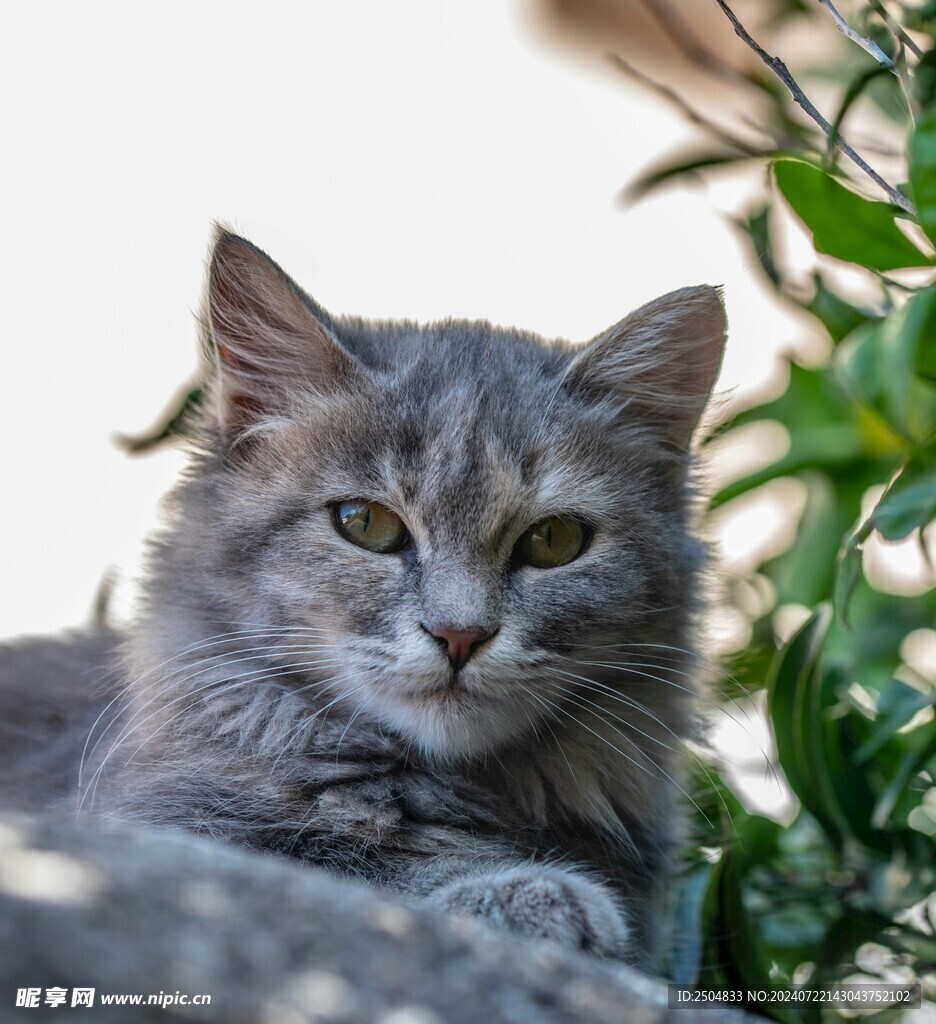 猫