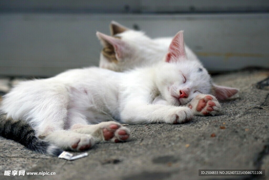 猫