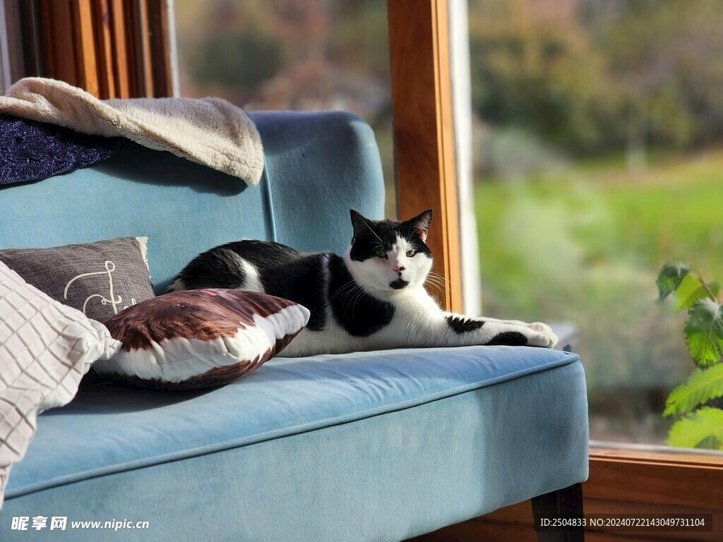 猫