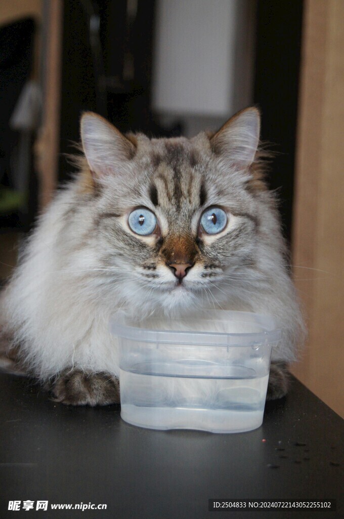 猫